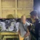 Polairud Polda Babel Buru F, Otak Penyelundupan 8 Ton Pasir Timah Ilegal di Beltim